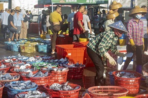 Fisherman snag bountiful harvest in Qionghai on first day of fishing season
