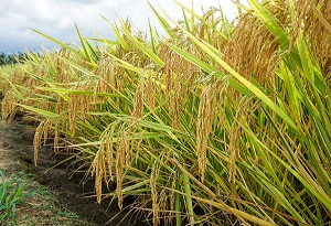 Double-cropping rice achieves high yield in tropical Chinese city