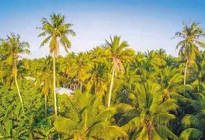 Hainan to expand coconut industry development during 14th Five-Year Plan period