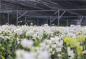 Hainan's Baisha boosts rural revitalization through orchid planting