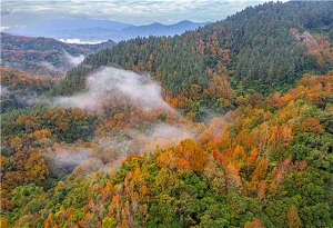 Wuzhishan reveals 7 tourist routes to explore red leaves