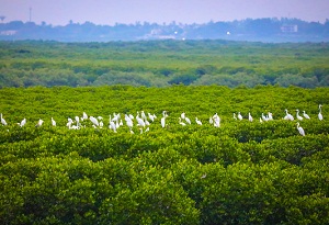 China's Hainan reports record number of wintering waterbirds