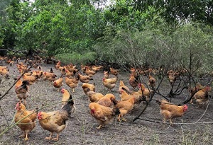 Hainan to build Wenchang chicken industrial cluster