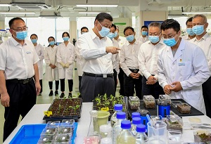 Xi stresses role of 'Chinese seeds' in ensuring food security