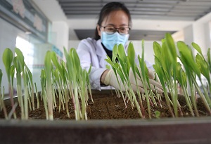 Xi's visit boosts morale on seed research