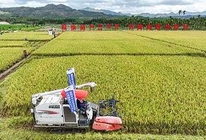 Hybrid rice yield hits 900 kg per mu in Sanya Nanfan base