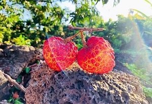 Recommended fruit picking destinations in Hainan