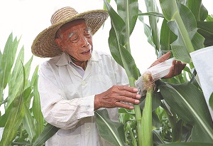 Hainan stands at forefront of seed industry innovation