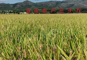 Hainan achieves 1,500 kg/mu of hybrid rice yield in 2 years