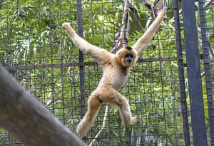 Global Gibbon Network established in Hainan