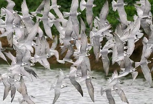 Terns take their turn in Hainan