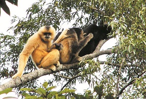 Hainan gibbons are rare but helpful creatures