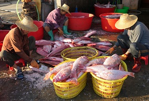 Redfish calls forth memories in Hainan