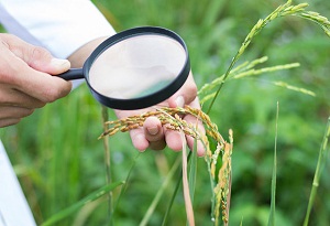 Agricultural inspection defends against crop diseases and pests