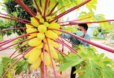 Hainan introduces 450 varieties of fruits, vegetables