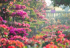 Enjoy flower blooming season in Hainan