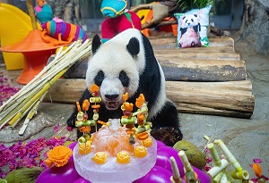 Celebration ceremony held for giant pandas in Hainan