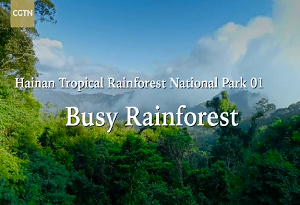 Hainan Tropical Rainforest National Park 1: Busy Rainforest