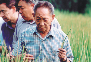 Tributes flood in for 'father of hybrid rice' 