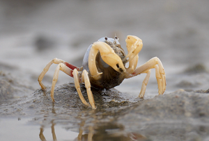 Discovering mysteries in Hainan: Mudflat crab army