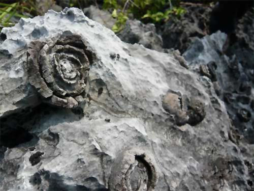 Stone Flower Tourist Resort in Du’an