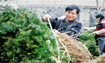 Total output value of Luocheng’s forestry reaches 920m yuan in 2014