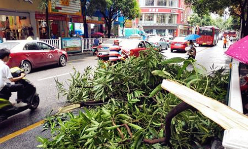 Trees torn apart by strong winds