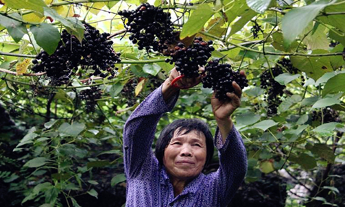 Luocheng's downy grape industry reaps bumper harvest