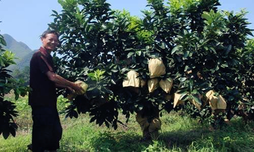 Huanjiang to hold first red pomelo festival
