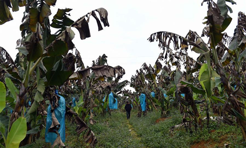 221,000 people in Guangxi suffer low-temperature disaster