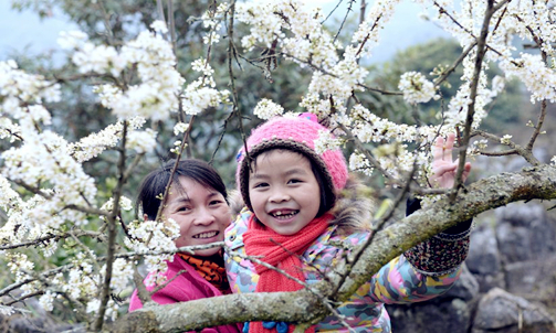 Blossoming plum flowers attract visitors
