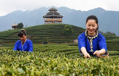 Tea farmers pick up first batch of spring tea in South China