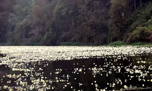 Endangered aquatic plant blooms in Du'an