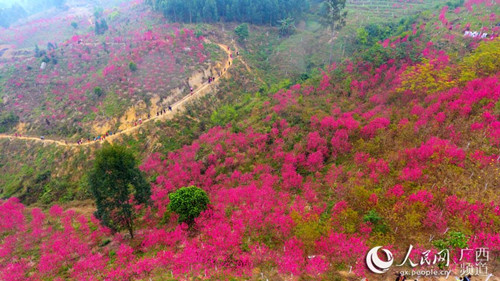 Hechi park blushes in red