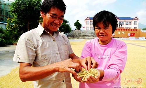 Hechi farmers joy at bumper late season rice
