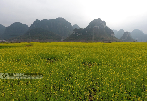 Rapeseed flowers announce arrival of spring