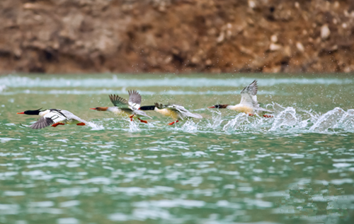 Rare birds roost in Hechi