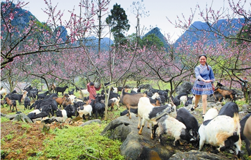 Farming flourishes in Fengshan