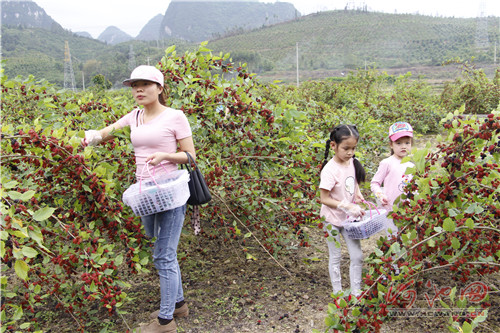 Mulberries add color to Hechi village
