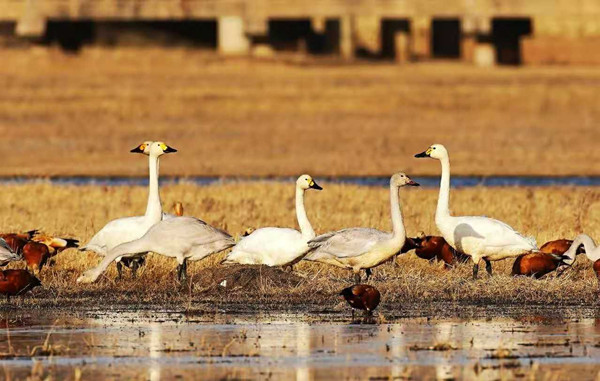 Migratory birds have a layover in Hohhot