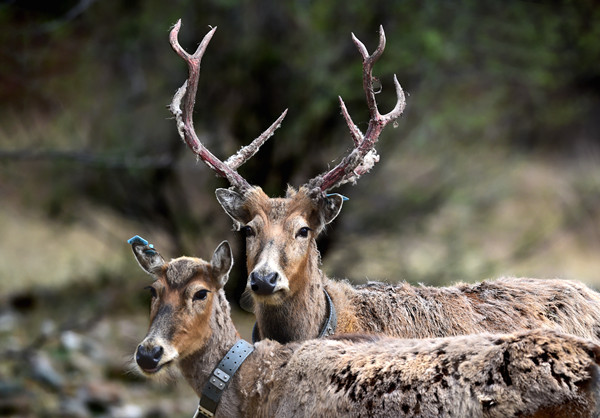 Elks released to Daqingshan Nature Reserve breed calves