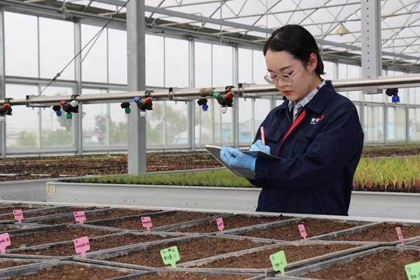 Hohhot business plants space-bred seeds from Shenzhou-13