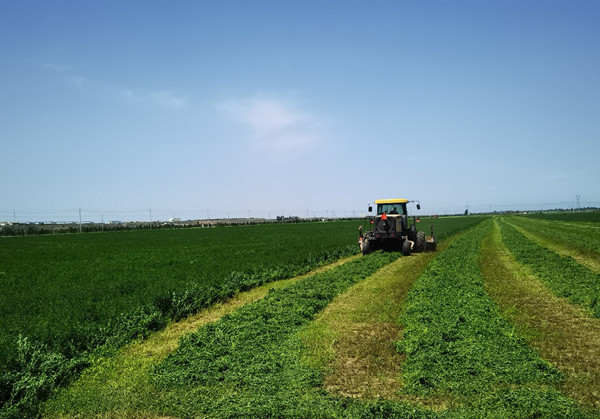 Alfalfa crop brings prosperity to Taijiying village