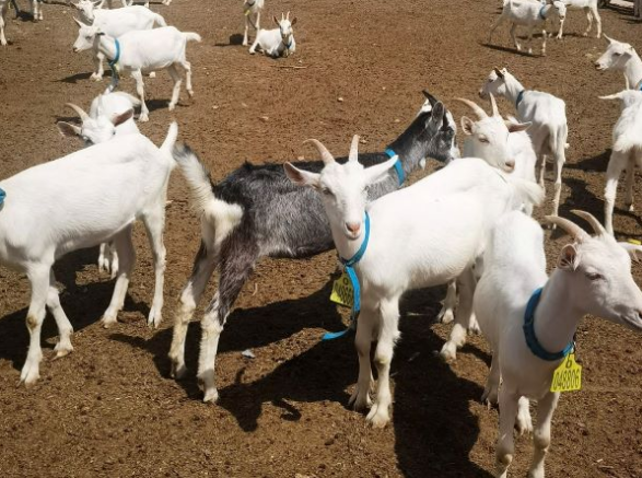 Hohhot's Horinger county builds dairy goat farm