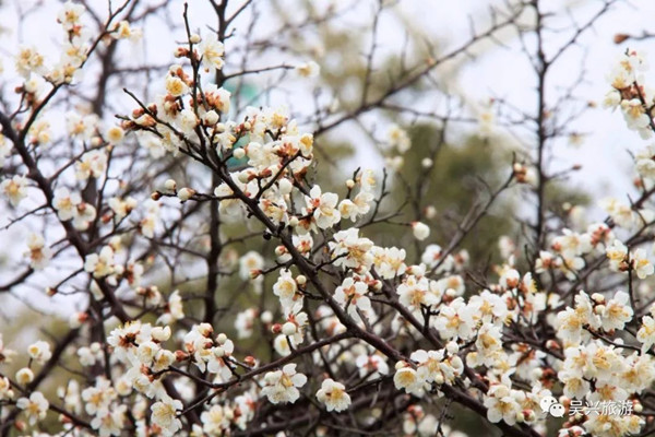 Places to admire plum blossoms in Huzhou