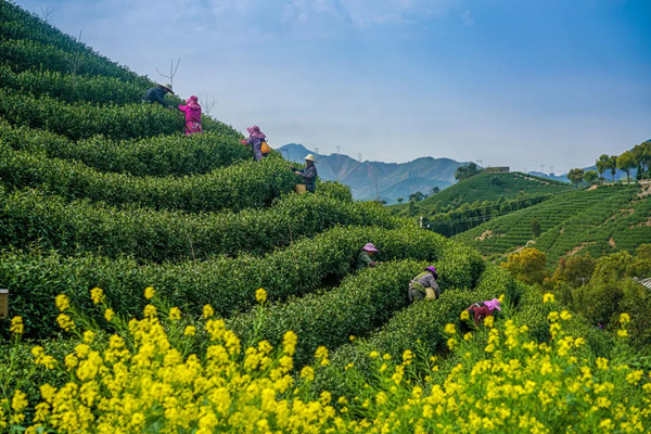 Changxing to welcome tea harvest season