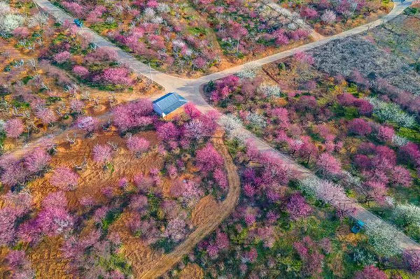 Magnificent view of plum blossoms in Lincheng town