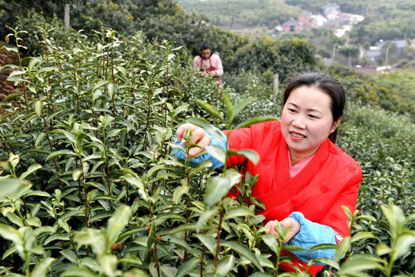 Zisun tea enters harvest season in Changxing