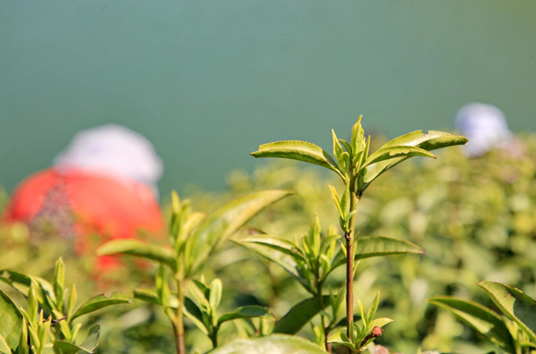 Anji white tea priced at 2,000 yuan per kilogram