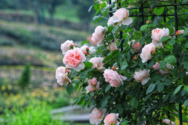 Roses enter flowering period in Huzhou